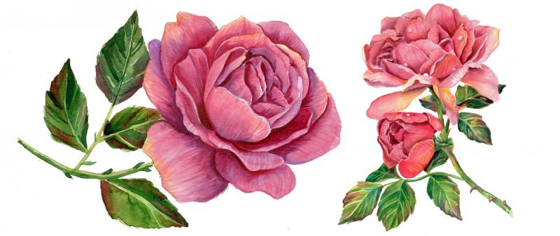 After Work: Realistische Blumen Malen leicht gemacht